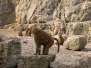  Babouins dans les rochers  (zoo de la citadelle)